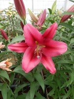 [5192 Palazzo VWS No01.JPG]